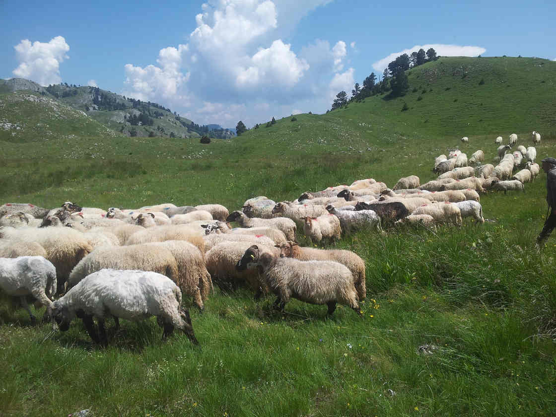 Schaapskudde op de Balkan Niet te vermijden in Montenegro: schapen