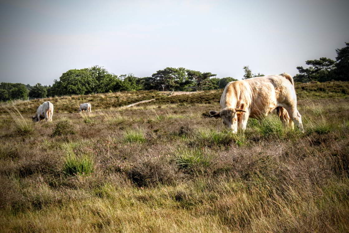 De grote grazers van de Utrechtse Heuvelrug Heel de Heuvelrug: koeien grazen op de hei