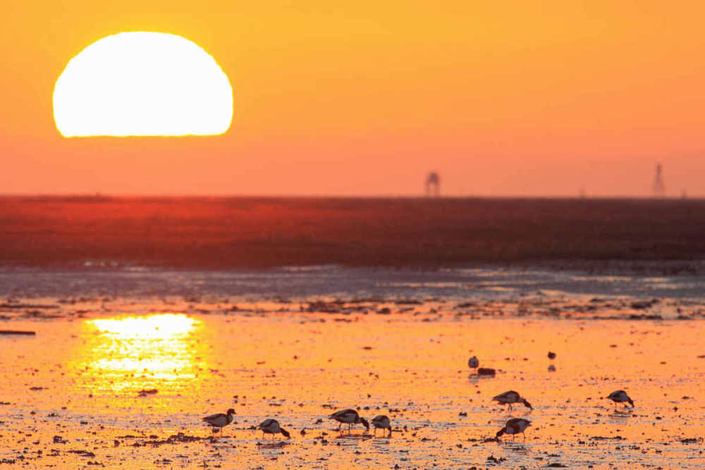 Fourageren tussen land en water Vogels zoeken naar eten op Schiermonnikoog