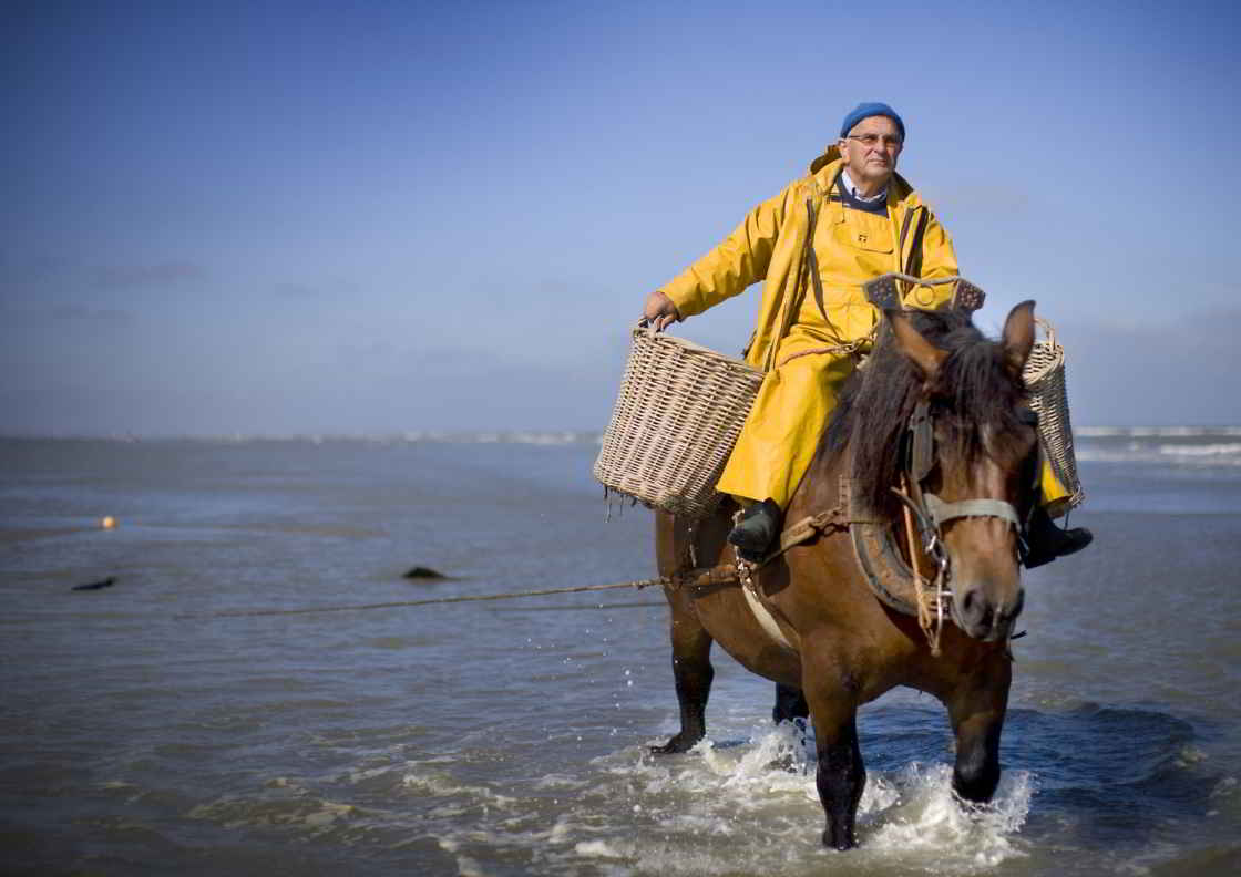 Vissen met paard en net, een oude West-Vlaamse traditie Nog steeds kun je seynevissers aan het werk zien aan de Vlaamse kust
